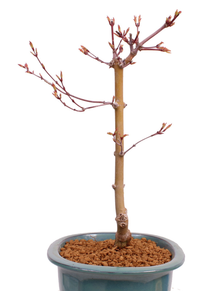 Preview: Bonsai - Acer palmatum 'Seigen' Japanischer Fächerahorn aus Japan 229/68