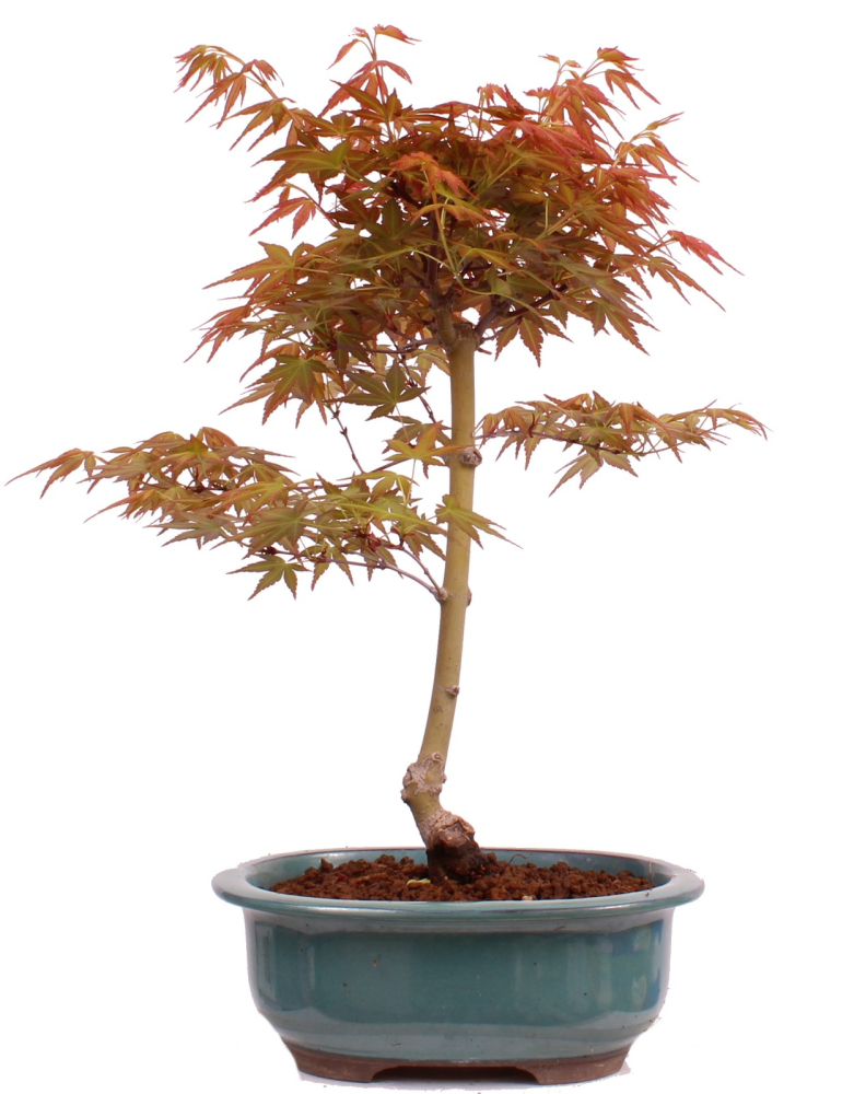 Bonsai - Acer palmatum 'Seigen' Japanischer Fächerahorn aus Japan 229/68
