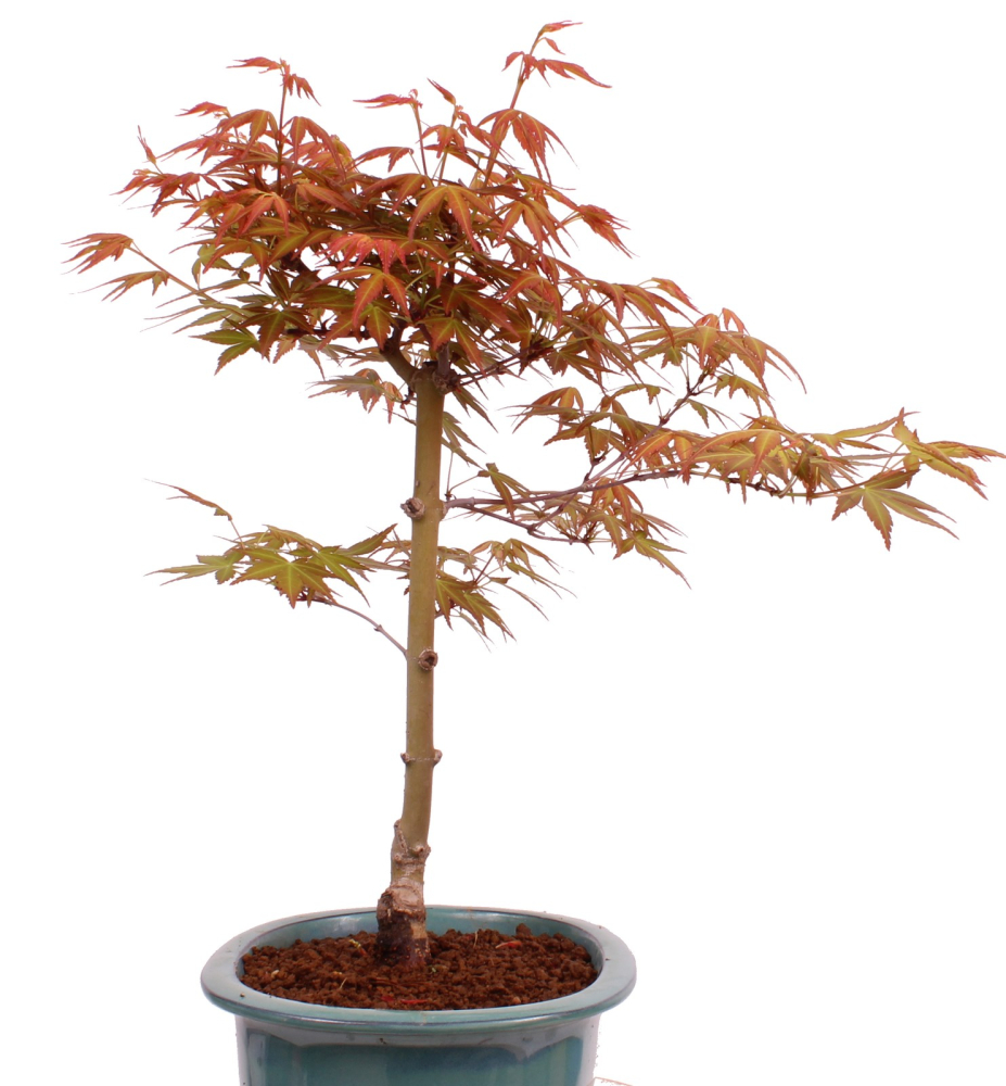Preview: Bonsai - Acer palmatum 'Seigen' Japanischer Fächerahorn aus Japan 229/68