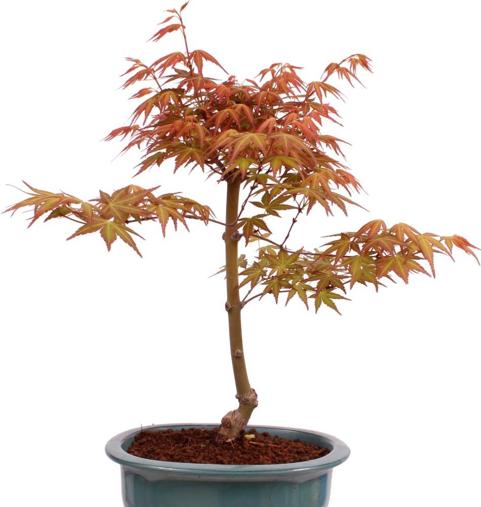 Preview: Bonsai - Acer palmatum 'Seigen' Japanischer Fächerahorn aus Japan 229/68