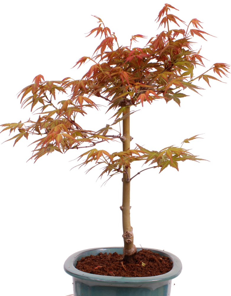 Preview: Bonsai - Acer palmatum 'Seigen' Japanischer Fächerahorn aus Japan 229/68