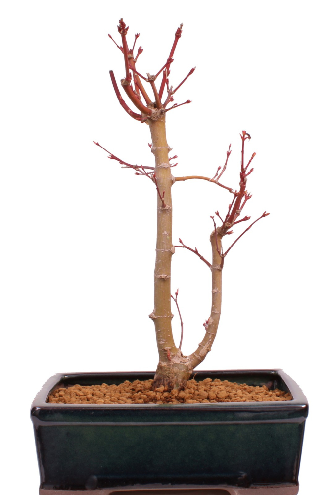 Preview: Bonsai - Acer palmatum 'Seigen' Japanischer Fächerahorn aus Japan 229/69