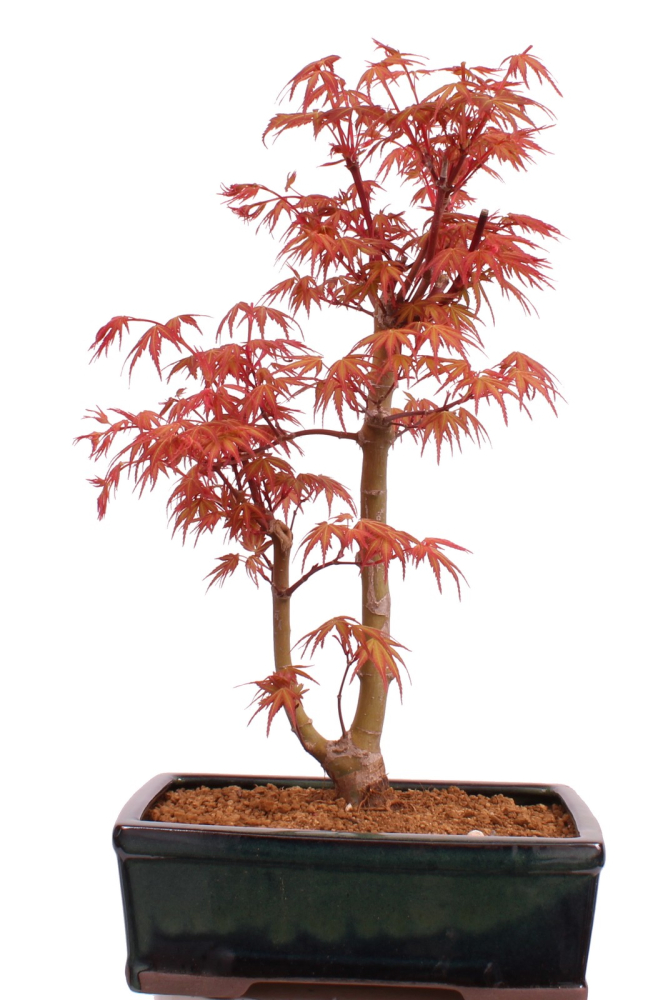 Bonsai - Acer palmatum 'Seigen' Japanischer Fächerahorn aus Japan 229/69