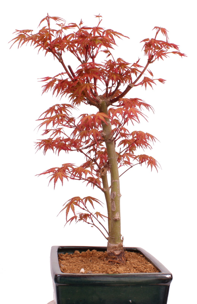 Preview: Bonsai - Acer palmatum 'Seigen' Japanischer Fächerahorn aus Japan 229/69