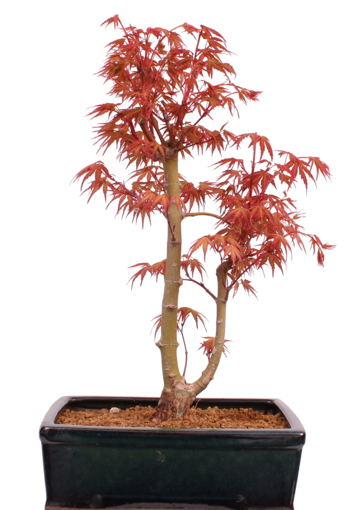 Preview: Bonsai - Acer palmatum 'Seigen' Japanischer Fächerahorn aus Japan 229/69