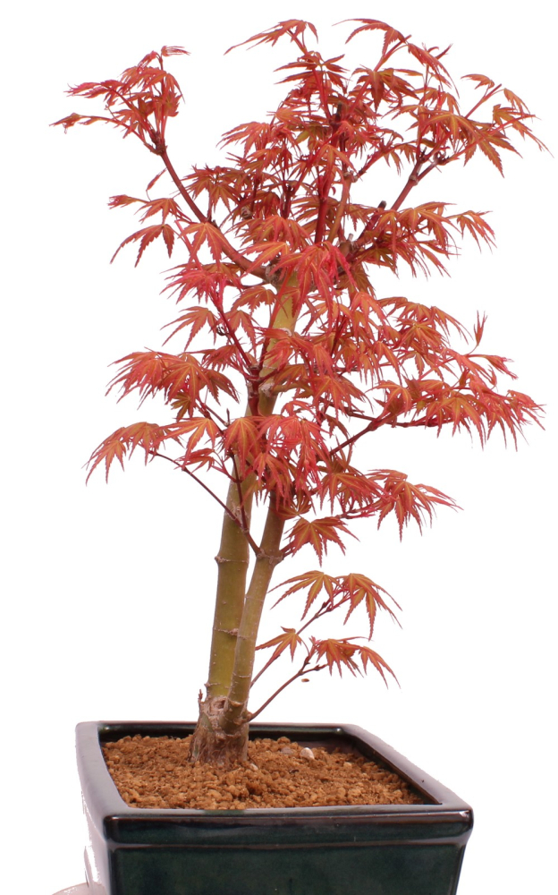Preview: Bonsai - Acer palmatum 'Seigen' Japanischer Fächerahorn aus Japan 229/69