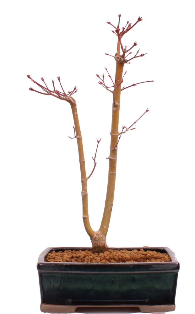Bonsai - Acer palmatum 'Seigen' Japanischer Fächerahorn aus Japan 229/70