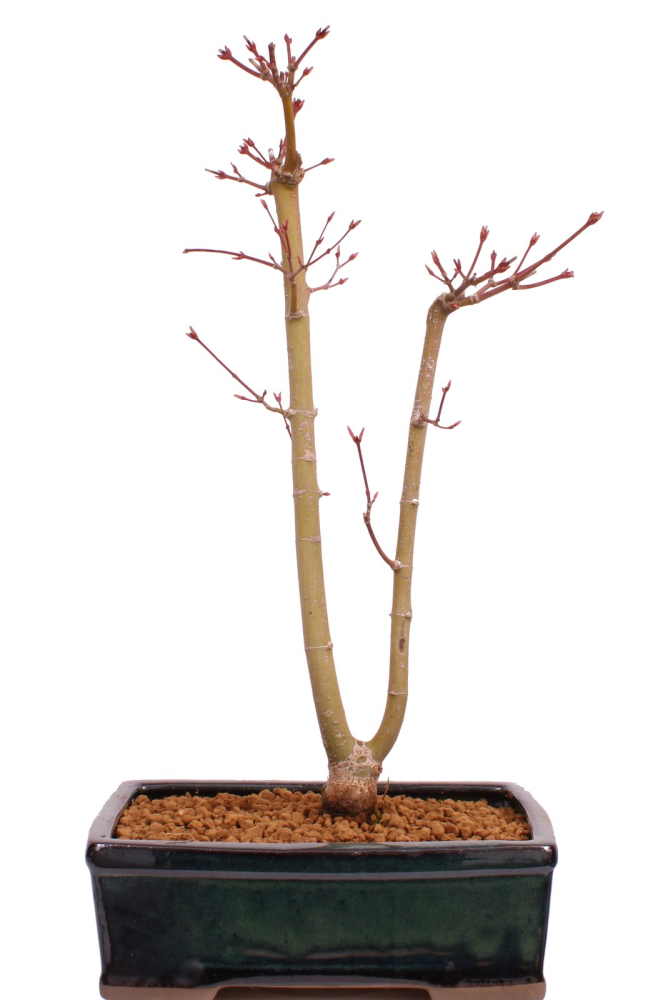 Preview: Bonsai - Acer palmatum 'Seigen' Japanischer Fächerahorn aus Japan 229/70