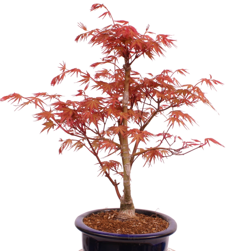 Bonsai - Acer palmatum 'Seigen' Japanischer Fächerahorn aus Japan 229/71