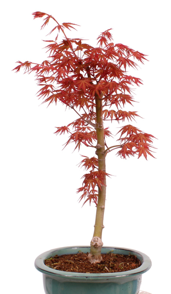 Bonsai - Acer palmatum 'Seigen' Japanischer Fächerahorn aus Japan 229/73
