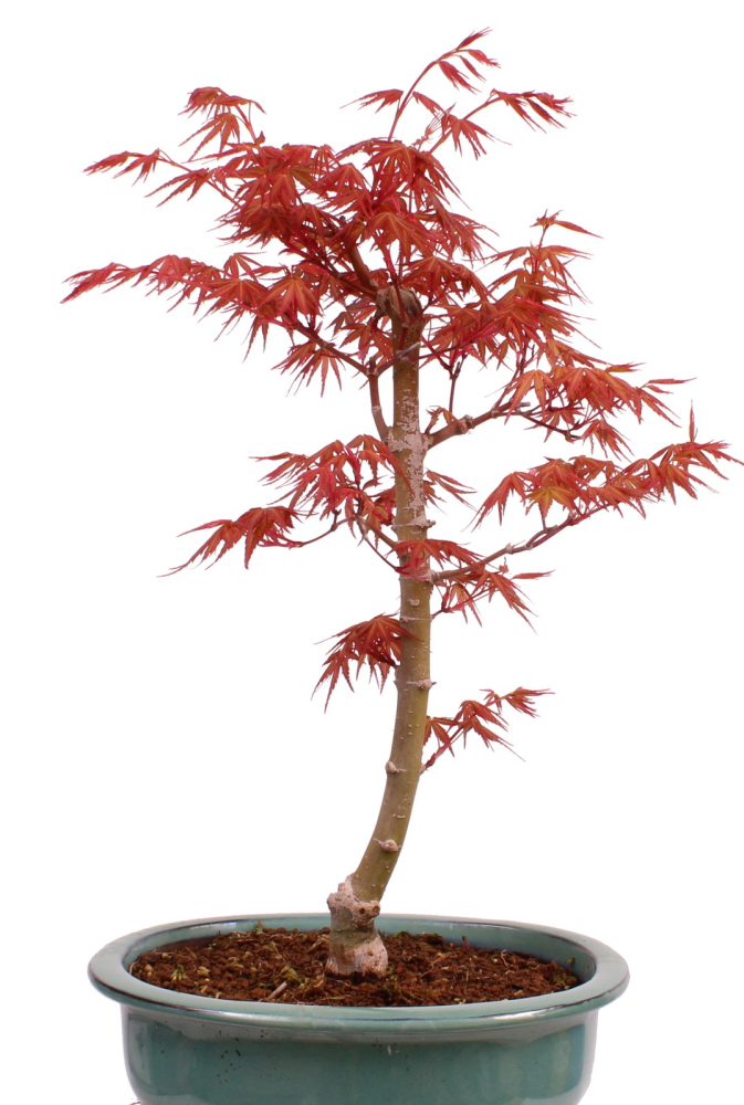 Bonsai - Acer palmatum 'Seigen' Japanischer Fächerahorn aus Japan 229/73