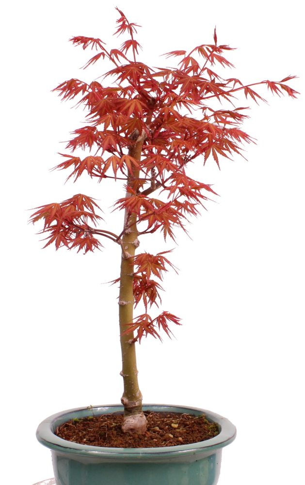 Bonsai - Acer palmatum 'Seigen' Japanischer Fächerahorn aus Japan 229/73