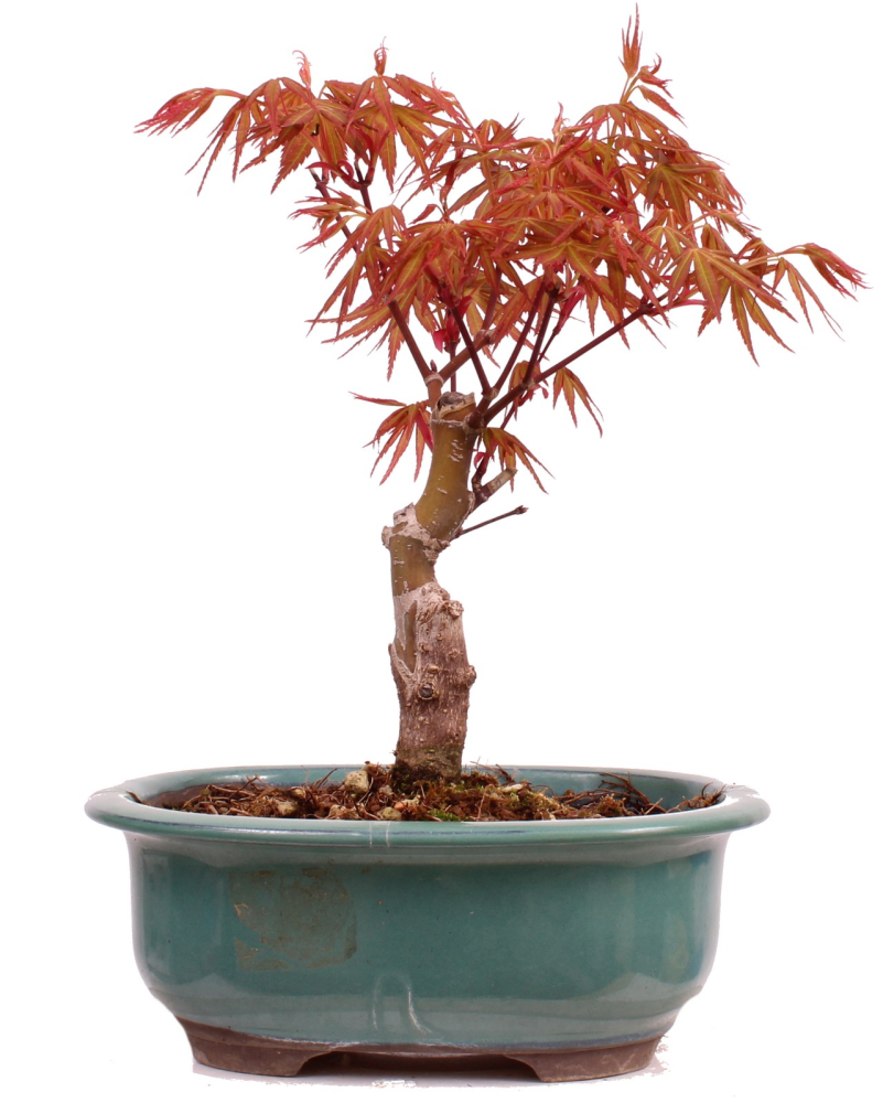 Bonsai - Acer palmatum 'Seigen' Japanischer Fächerahorn aus Japan 229/74
