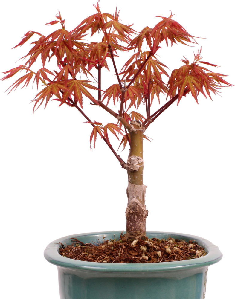 Bonsai - Acer palmatum 'Seigen' Japanischer Fächerahorn aus Japan 229/74
