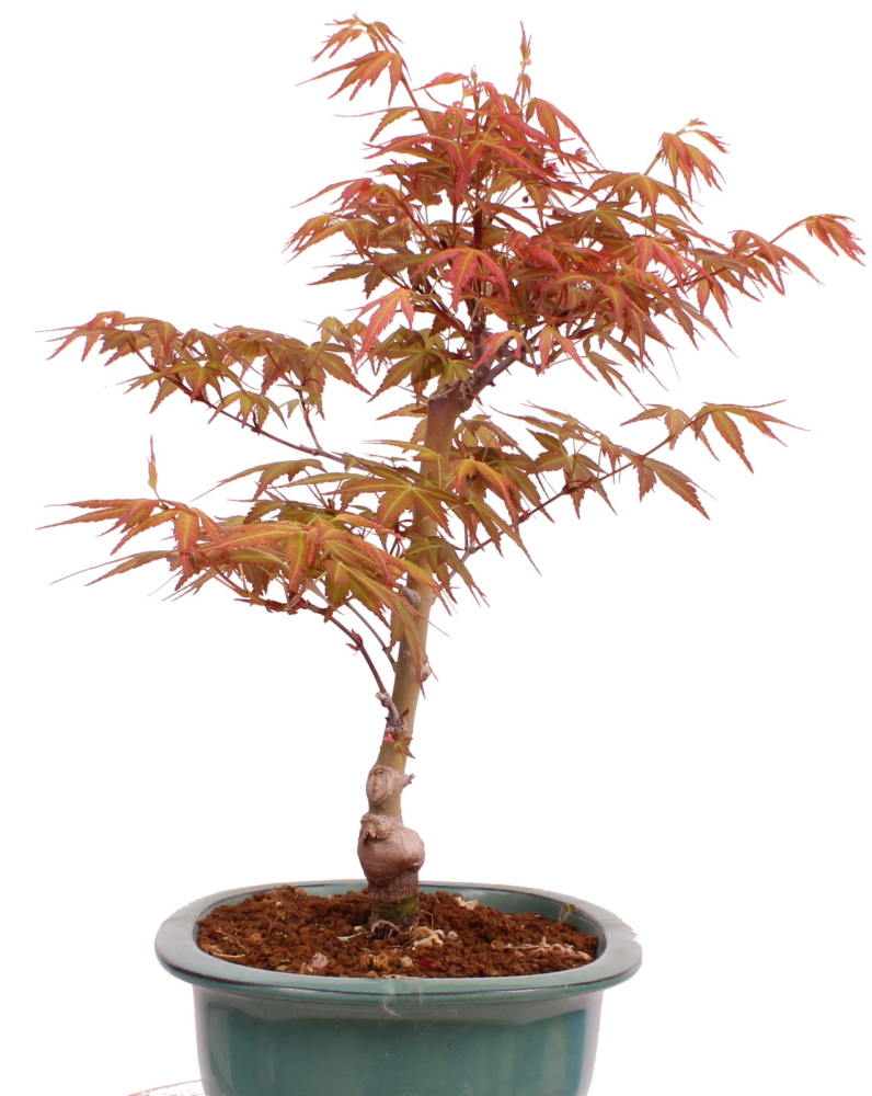 Bonsai - Acer palmatum 'Seigen' Japanischer Fächerahorn aus Japan 229/75