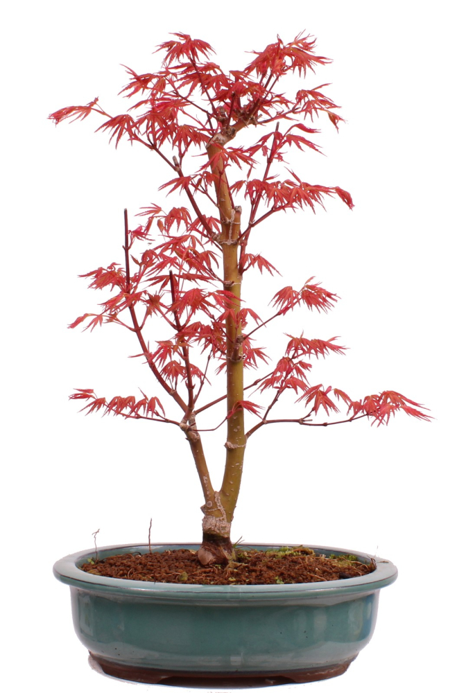 Bonsai - Acer palmatum 'Seigen' Japanischer Fächerahorn aus Japan 229/76