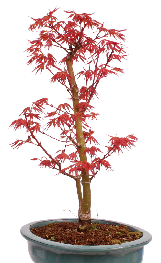 Bonsai - Acer palmatum 'Seigen' Japanischer Fächerahorn aus Japan 229/76