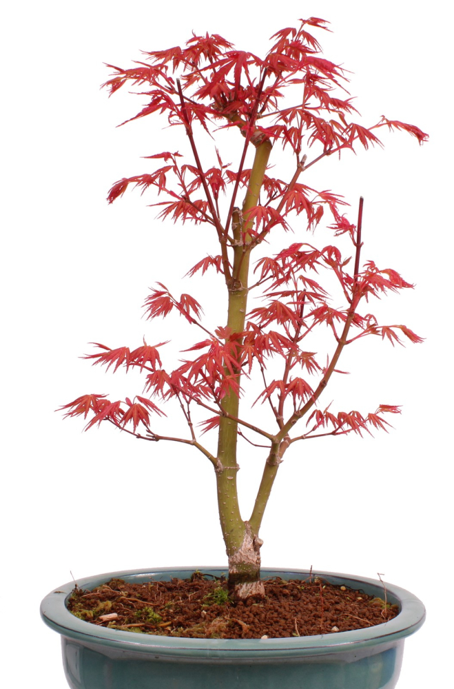 Bonsai - Acer palmatum 'Seigen' Japanischer Fächerahorn aus Japan 229/76