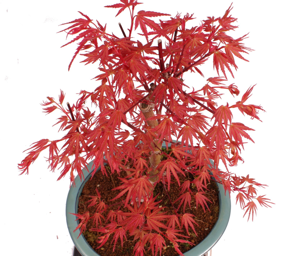 Bonsai - Acer palmatum 'Seigen' Japanischer Fächerahorn aus Japan 229/76
