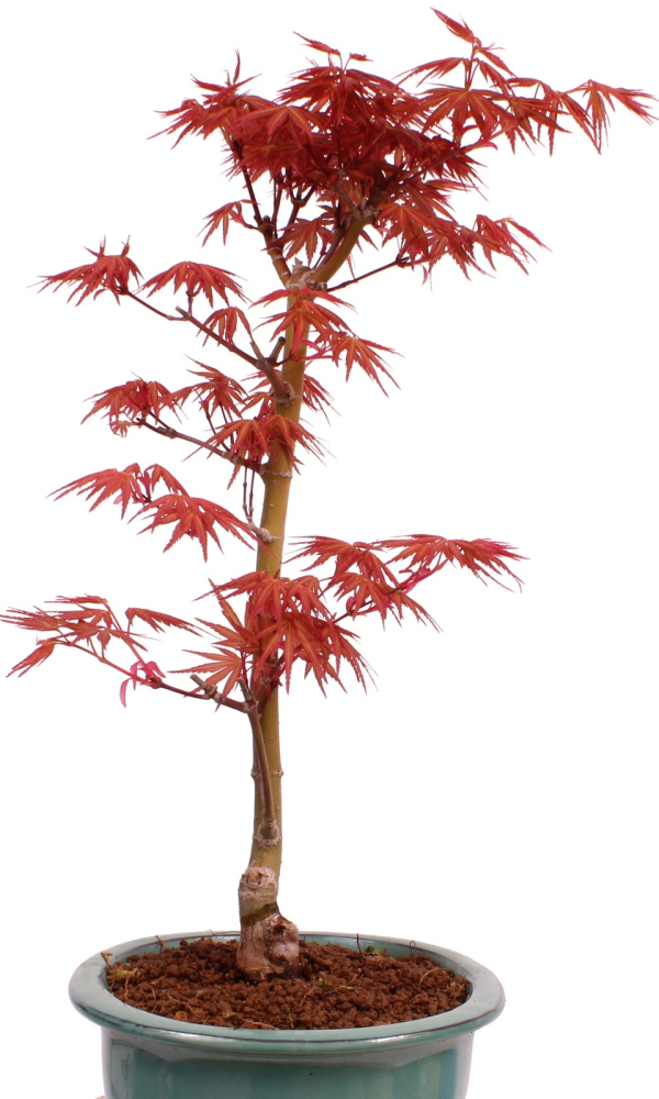 Preview: Bonsai - Acer palmatum 'Seigen' Japanischer Fächerahorn aus Japan 229/77