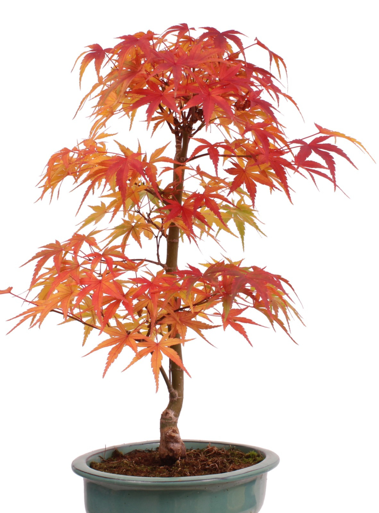 Bonsai Acer palmatum 'Seigen' – Japanischer Fächerahorn – 45 cm
