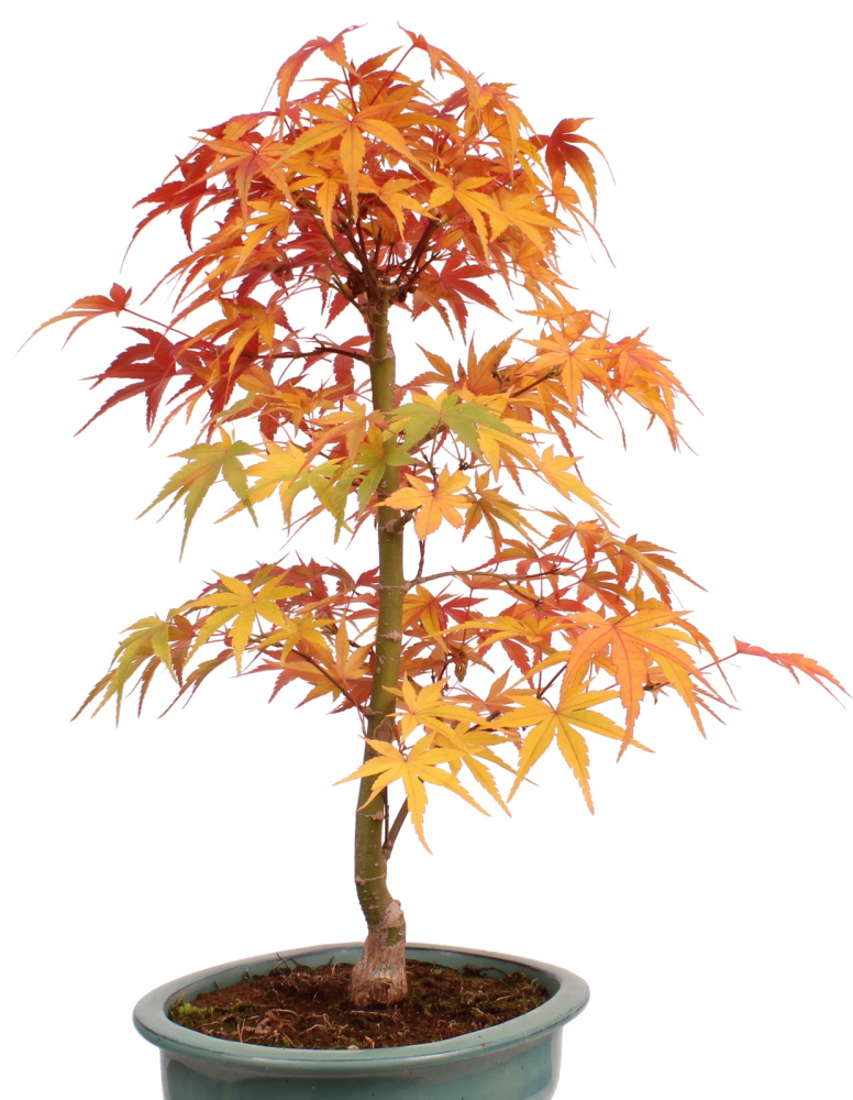 Preview: Bonsai Acer palmatum 'Seigen' – Japanischer Fächerahorn – 45 cm