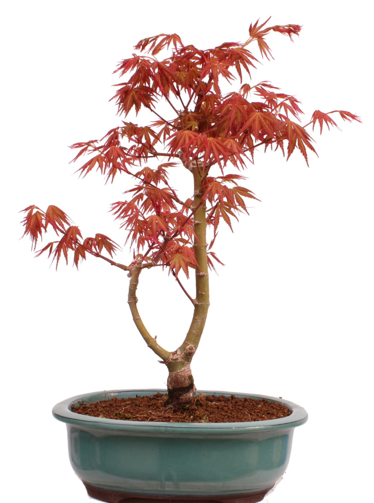 Bonsai - Acer palmatum 'Seigen' Japanischer Fächerahorn aus Japan 229/79