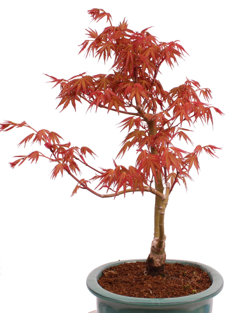 Bonsai - Acer palmatum 'Seigen' Japanischer Fächerahorn aus Japan 229/79