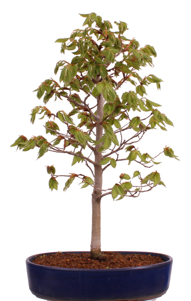 Bonsai - Fagus crenata, Japanische Kerbbuche  aus Japan 229/83