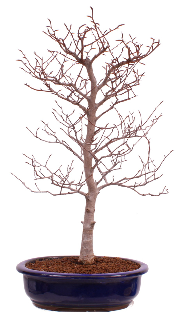 Bonsai - Fagus crenata, Japanische Kerbbuche  aus Japan 229/84