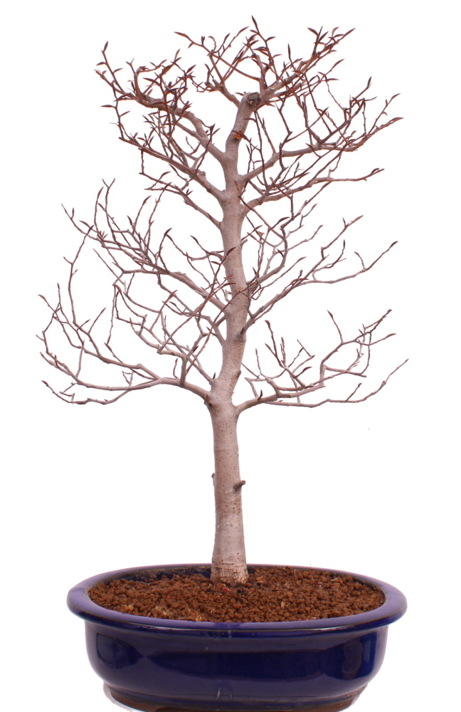 Bonsai - Fagus crenata, Japanische Kerbbuche  aus Japan 229/84