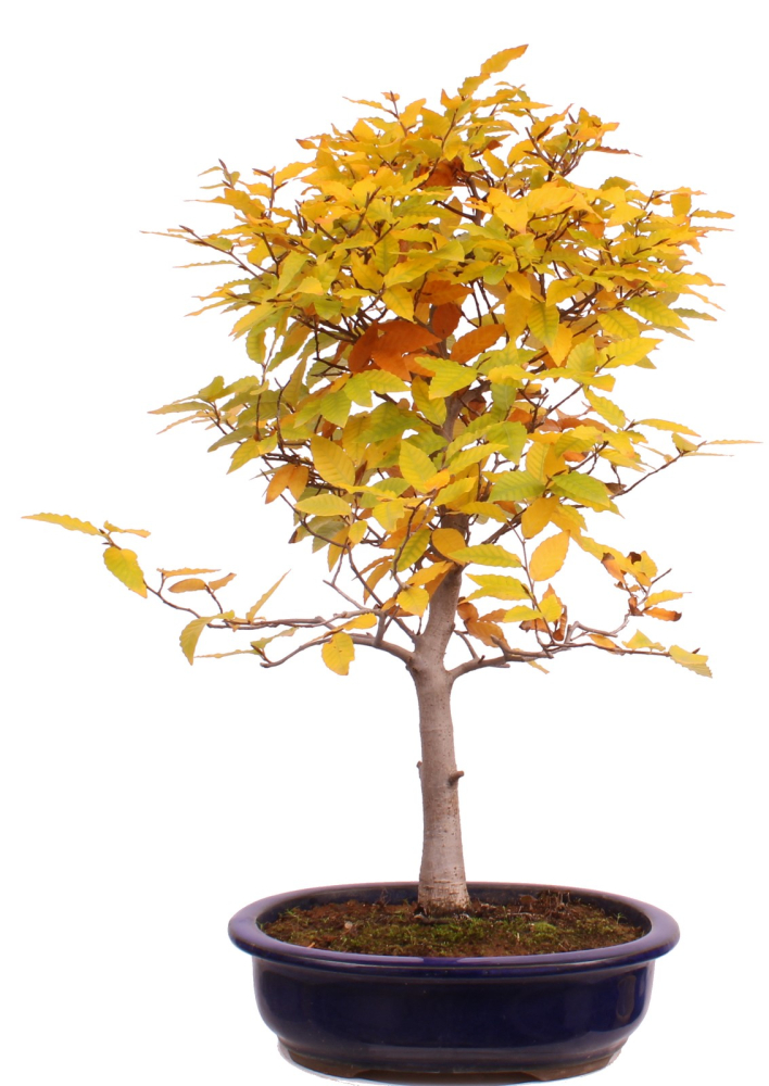 Bonsai - Fagus crenata, Japanische Kerbbuche  aus Japan 229/84