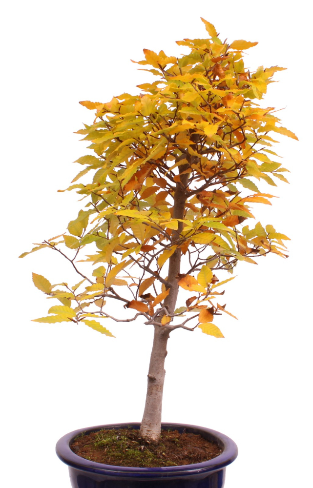 Preview: Bonsai - Fagus crenata, Japanische Kerbbuche  aus Japan 229/84