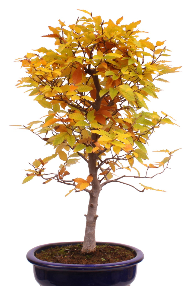 Preview: Bonsai - Fagus crenata, Japanische Kerbbuche  aus Japan 229/84