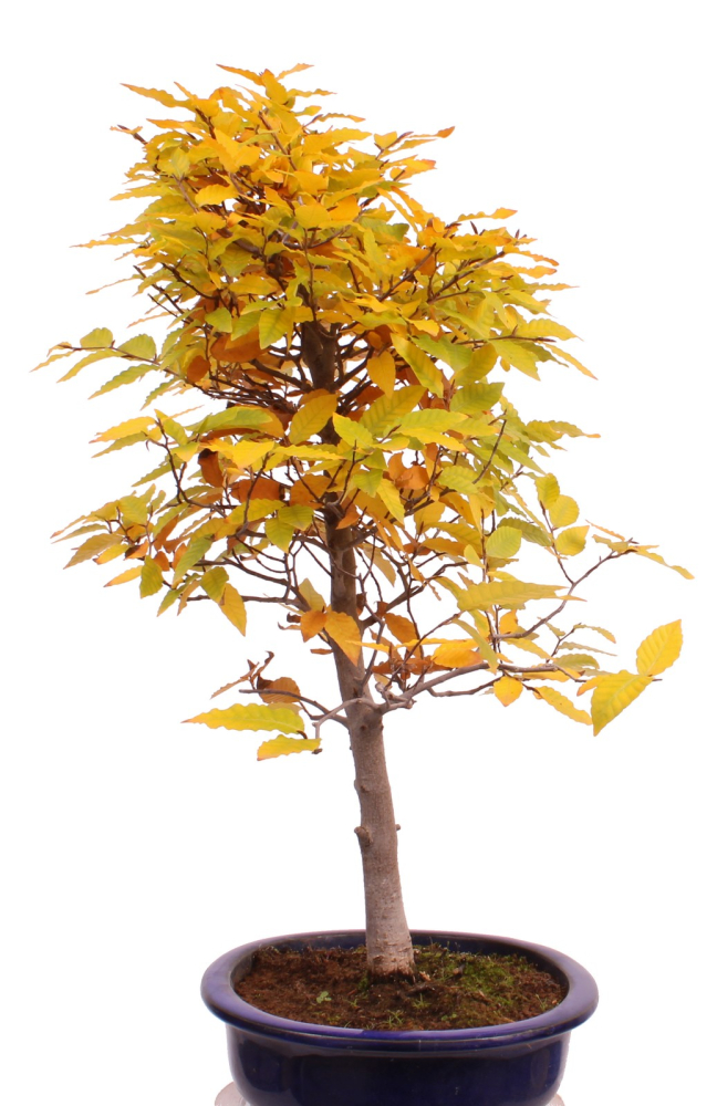 Preview: Bonsai - Fagus crenata, Japanische Kerbbuche  aus Japan 229/84