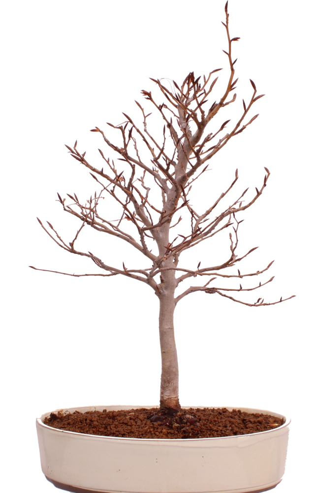 Bonsai - Fagus crenata, Japanische Kerbbuche  aus Japan 229/85