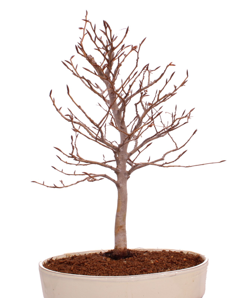 Bonsai - Fagus crenata, Japanische Kerbbuche  aus Japan 229/85