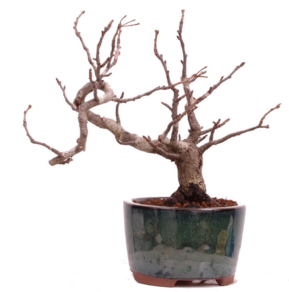 Bonsai - Pourthiaea villosa - Warzige Glanzmispel Shohin aus Japan 229/86