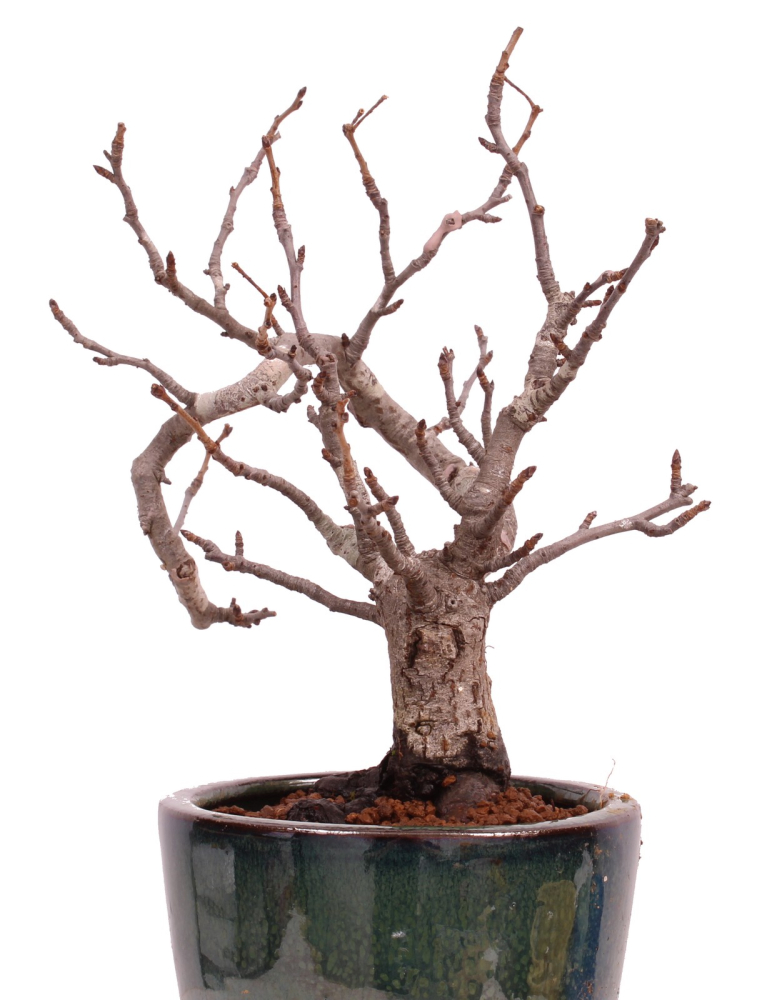 Bonsai - Pourthiaea villosa - Warzige Glanzmispel Shohin aus Japan 229/86