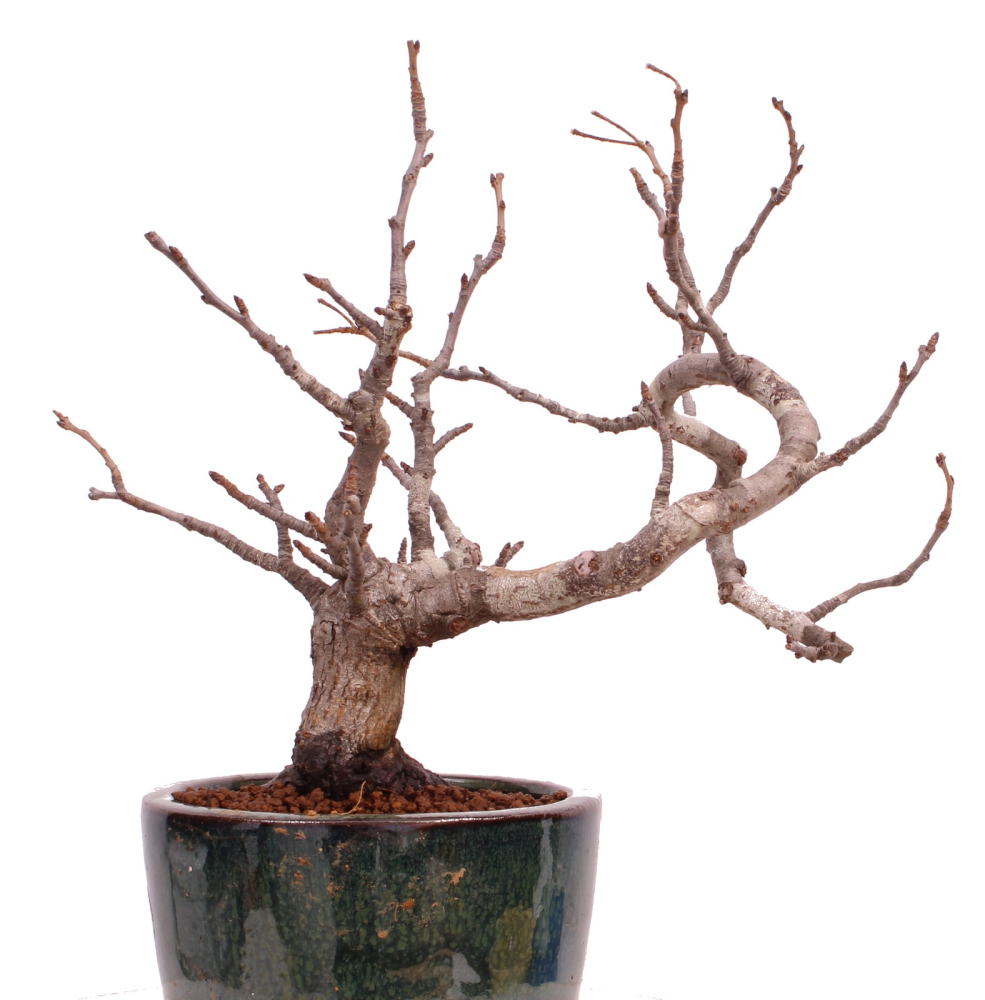 Bonsai - Pourthiaea villosa - Warzige Glanzmispel Shohin aus Japan 229/86