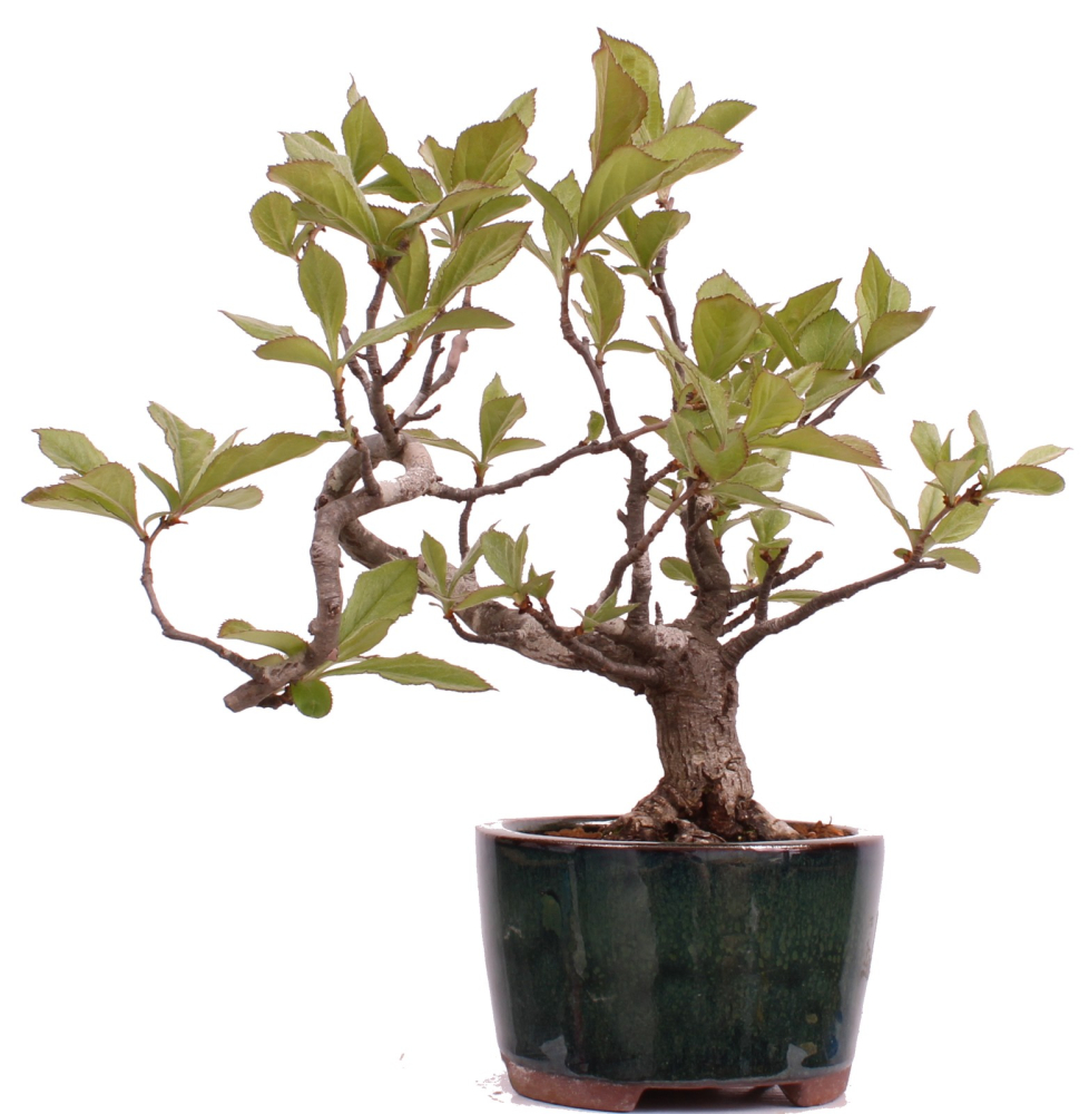 Bonsai - Pourthiaea villosa - Warzige Glanzmispel Shohin aus Japan 229/86