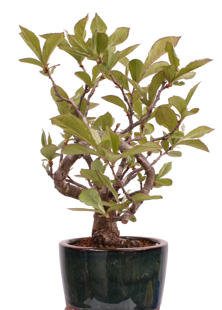 Preview: Bonsai - Pourthiaea villosa - Warzige Glanzmispel Shohin aus Japan 229/86