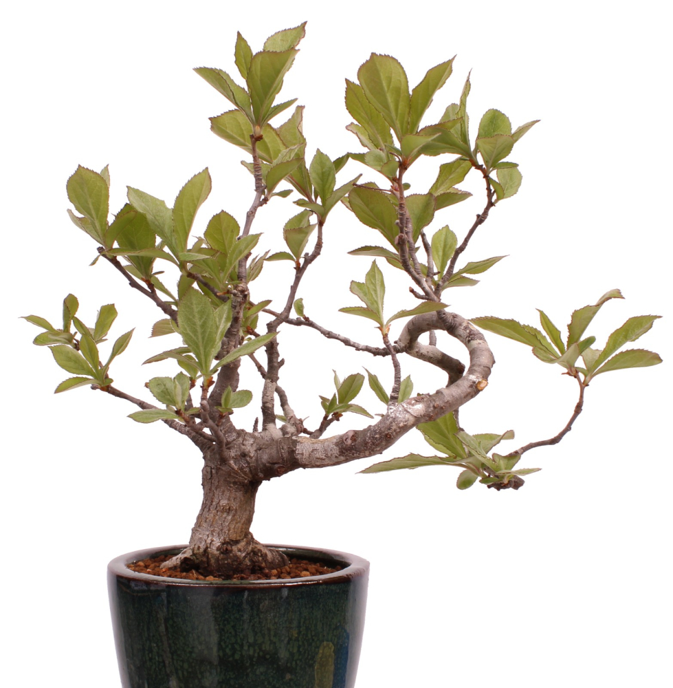 Preview: Bonsai - Pourthiaea villosa - Warzige Glanzmispel Shohin aus Japan 229/86