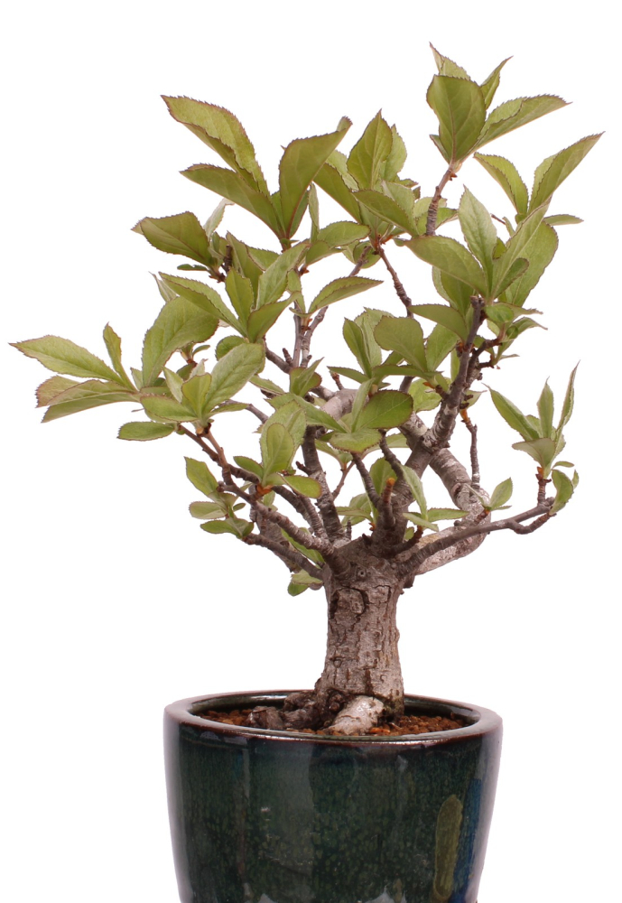 Preview: Bonsai - Pourthiaea villosa - Warzige Glanzmispel Shohin aus Japan 229/86