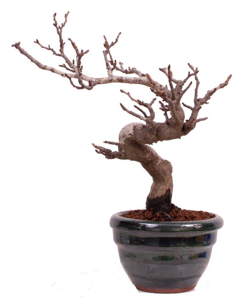 Bonsai - Pourthiaea villosa - Warzige Glanzmispel Shohin aus Japan 229/87