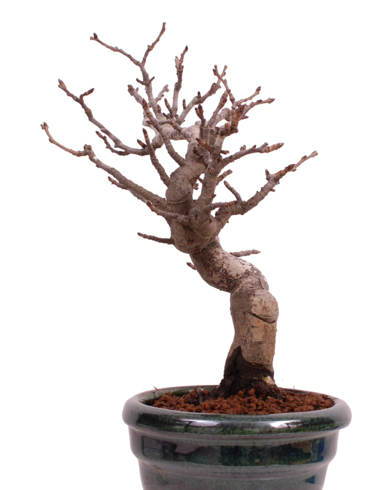 Preview: Bonsai - Pourthiaea villosa - Warzige Glanzmispel Shohin aus Japan 229/87