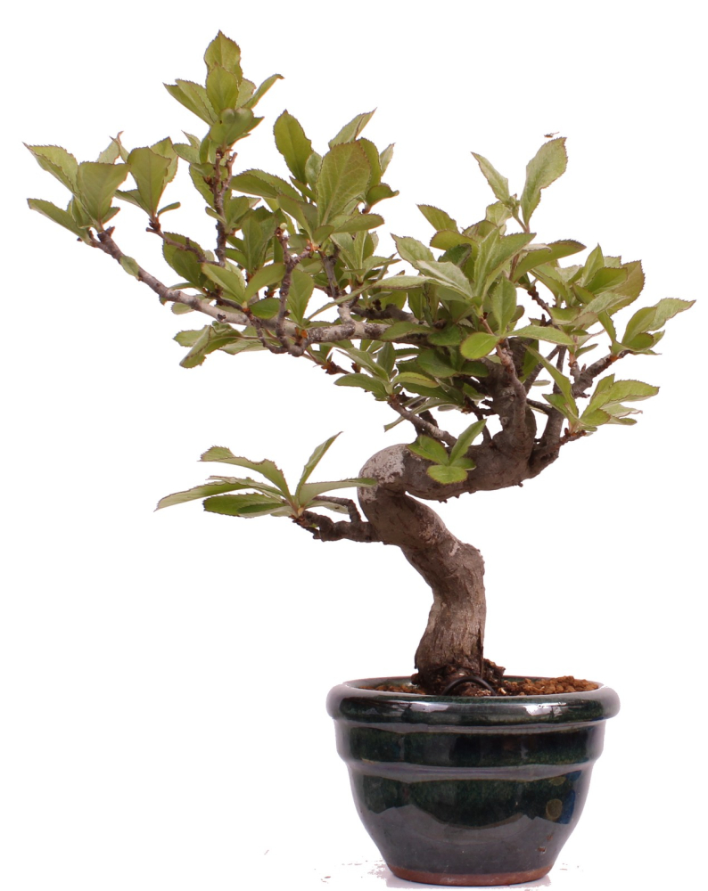 Bonsai - Pourthiaea villosa - Warzige Glanzmispel Shohin aus Japan 229/87