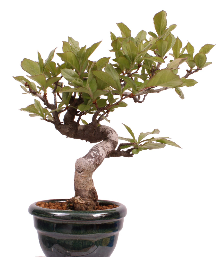 Preview: Bonsai - Pourthiaea villosa - Warzige Glanzmispel Shohin aus Japan 229/87