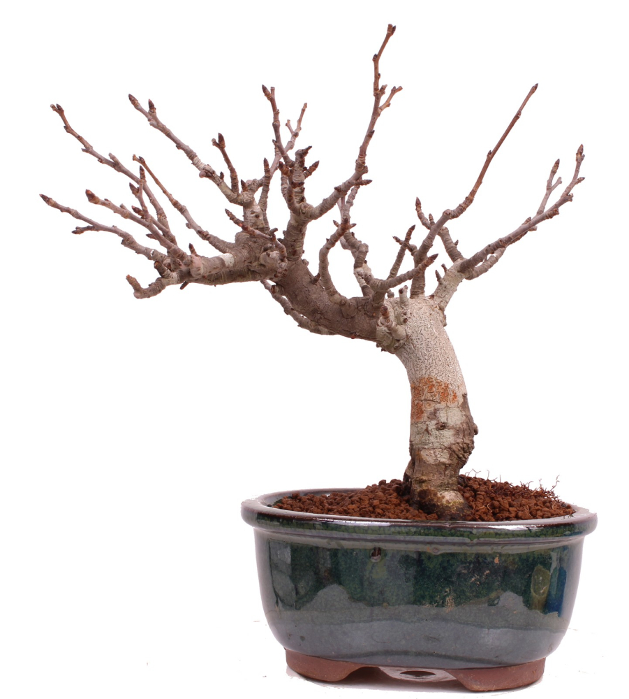 Bonsai - Pourthiaea villosa - Warzige Glanzmispel Shohin aus Japan 229/88