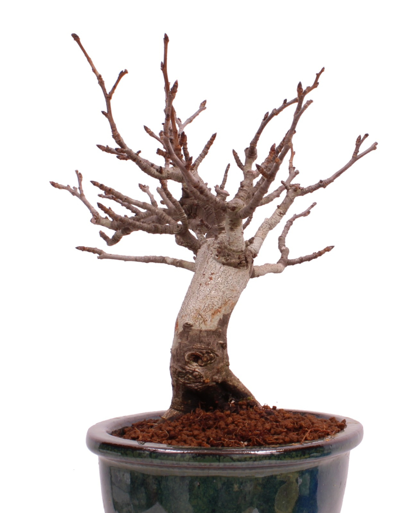 Bonsai - Pourthiaea villosa - Warzige Glanzmispel Shohin aus Japan 229/88